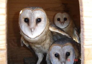 Voelidentifikasiekursus